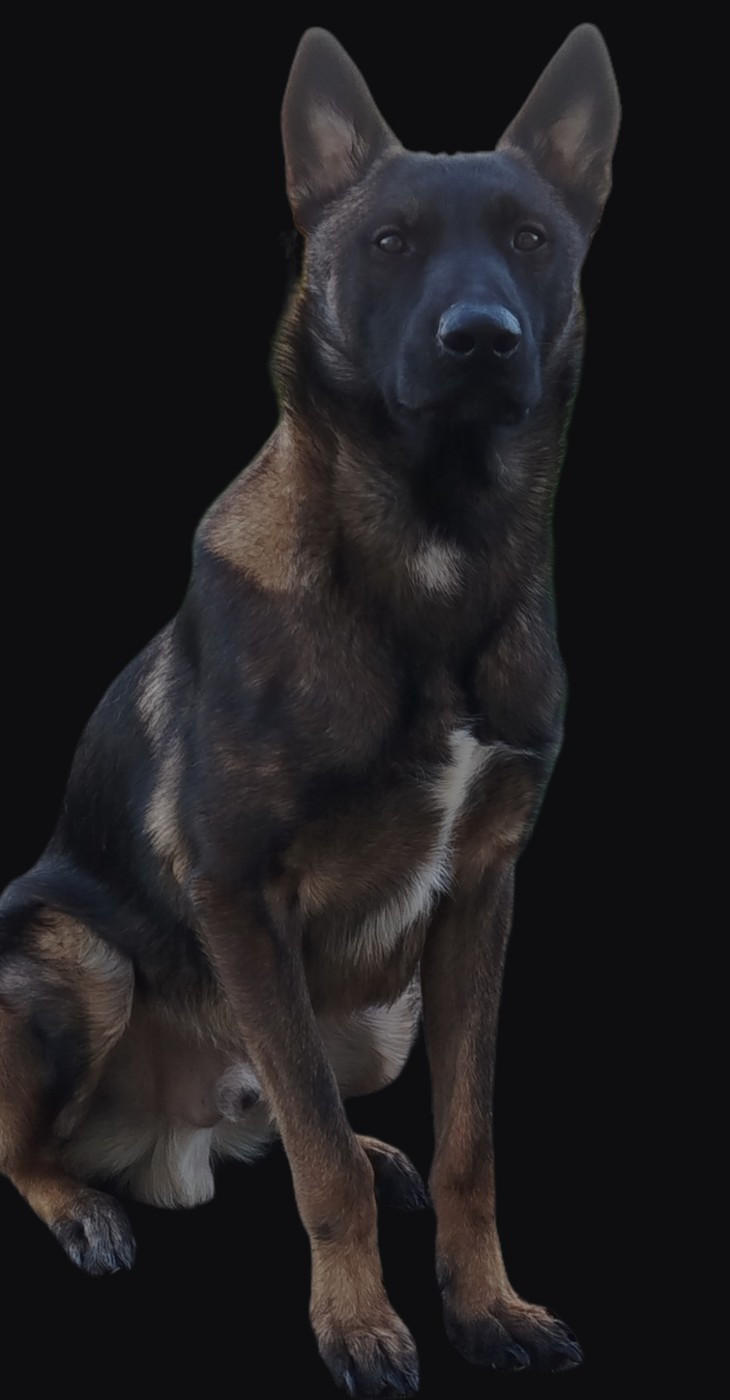 IVAR de la forêt de faylinn la forêt de faylinn